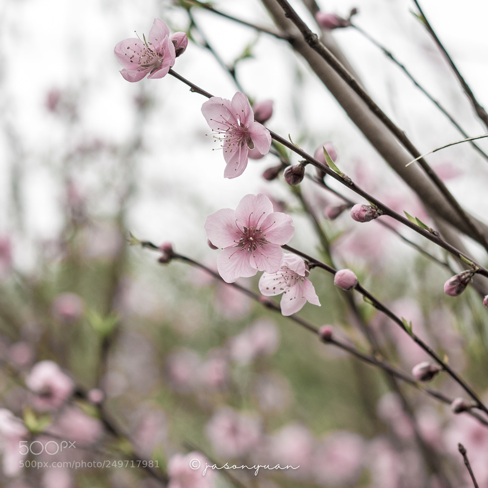 Sony a7 II sample photo. Untitled photography