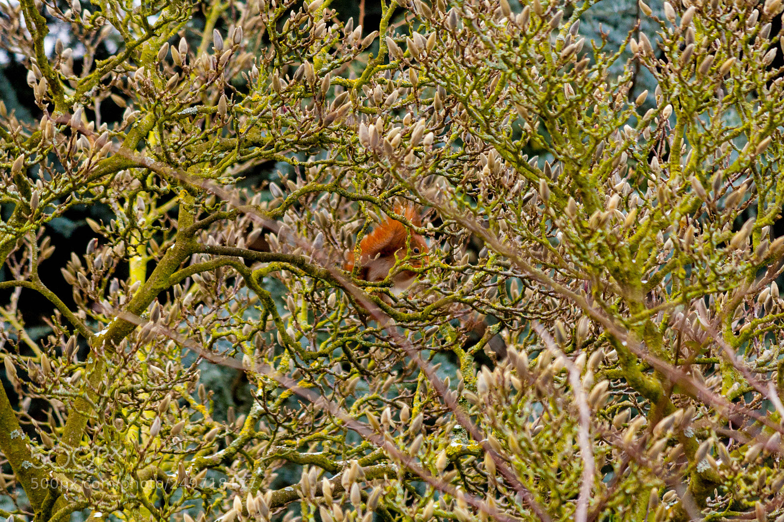 Canon EOS 1000D (EOS Digital Rebel XS / EOS Kiss F) sample photo. Hidden squirrel photography