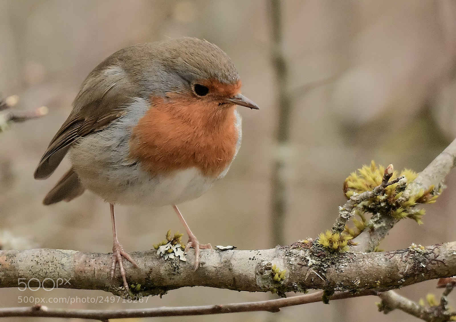 Nikon D500 sample photo. Rouge-gorge familier photography