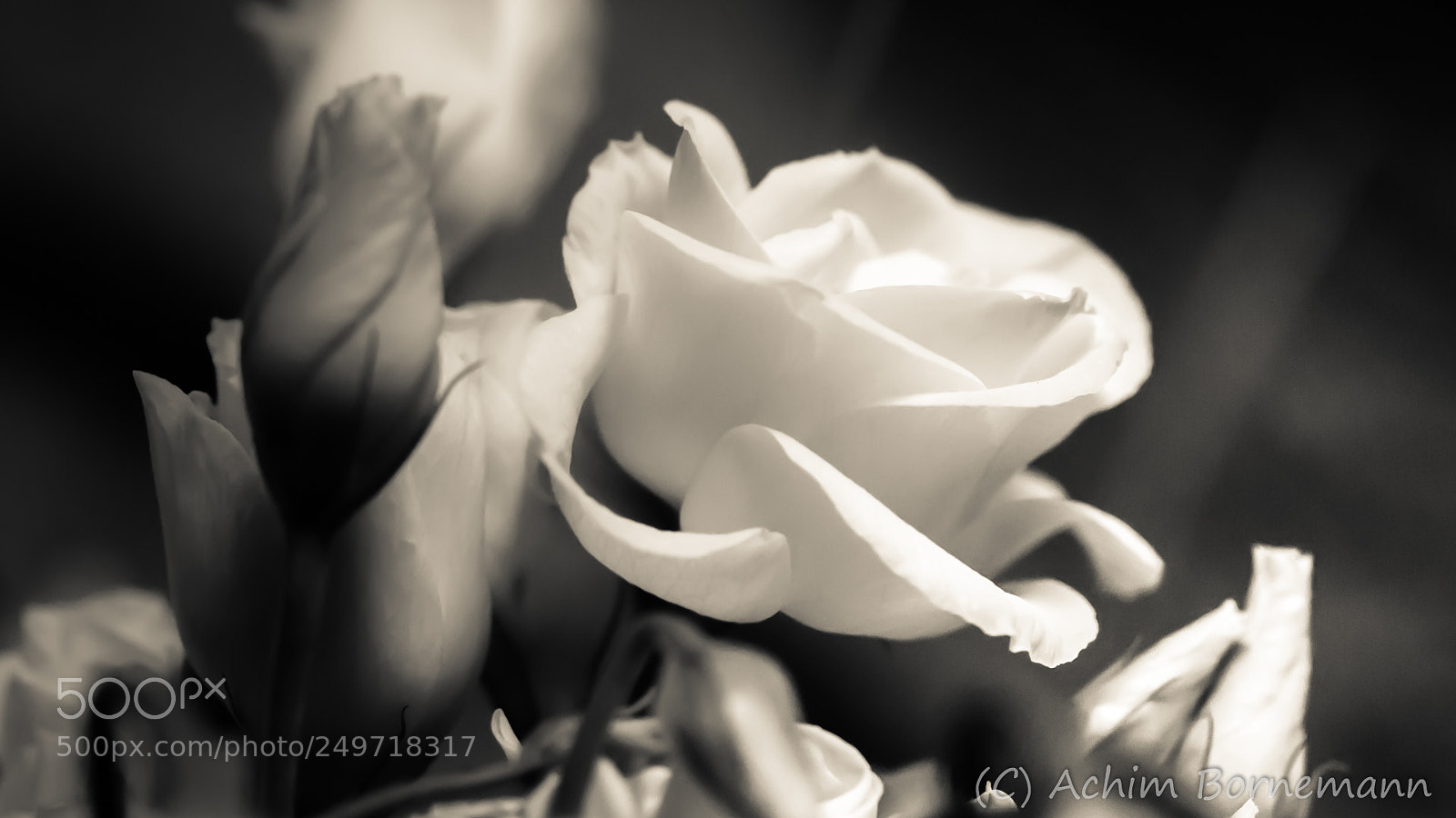 Sony SLT-A68 sample photo. Rose photography