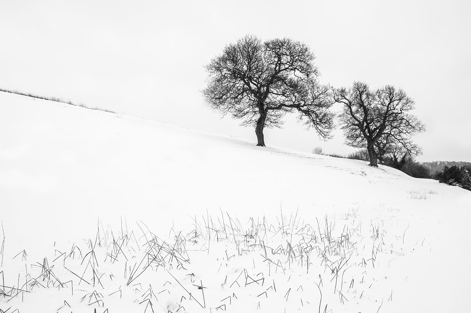 Nikon D3300 sample photo. Snow photography