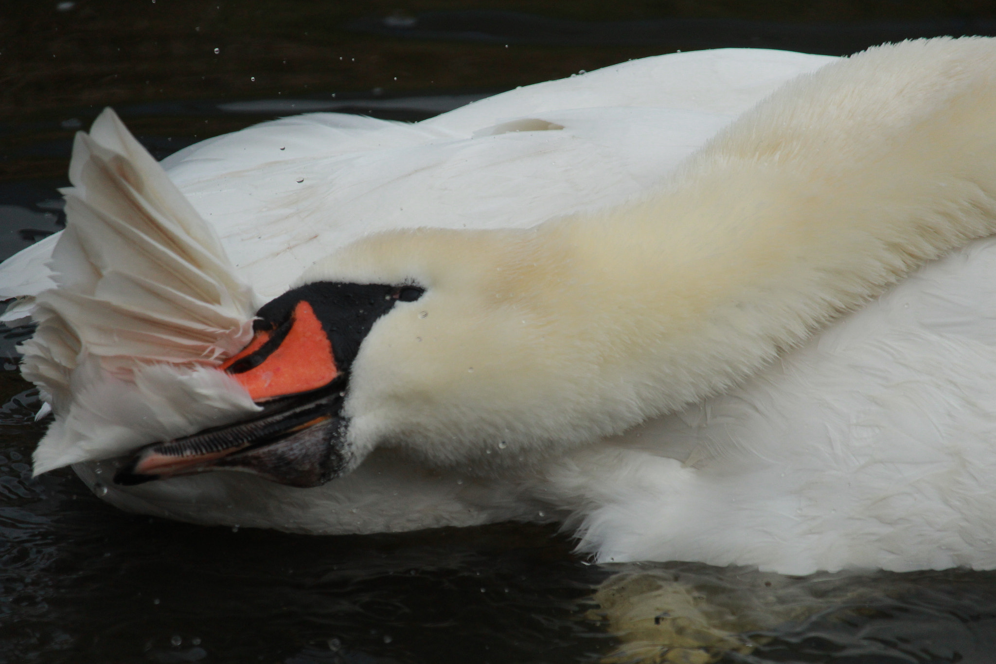 Canon EF-S 55-250mm F4-5.6 IS STM sample photo. Knobbelzwaan photography