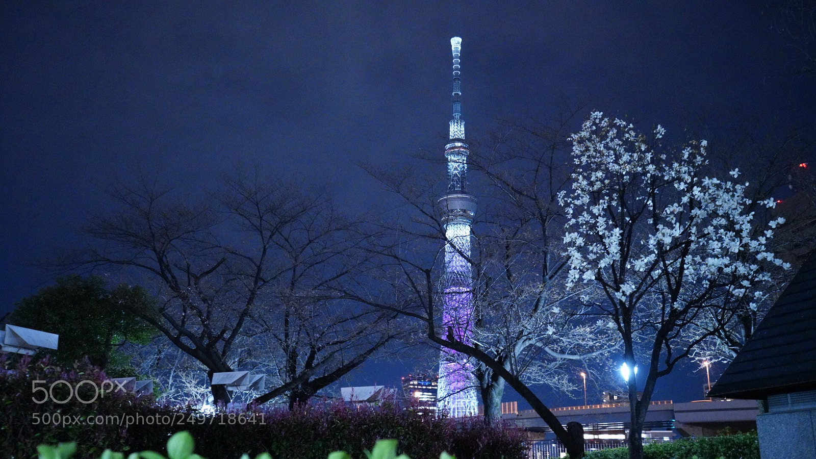 Sony a7R III sample photo. Collaboration of skytree cherry photography