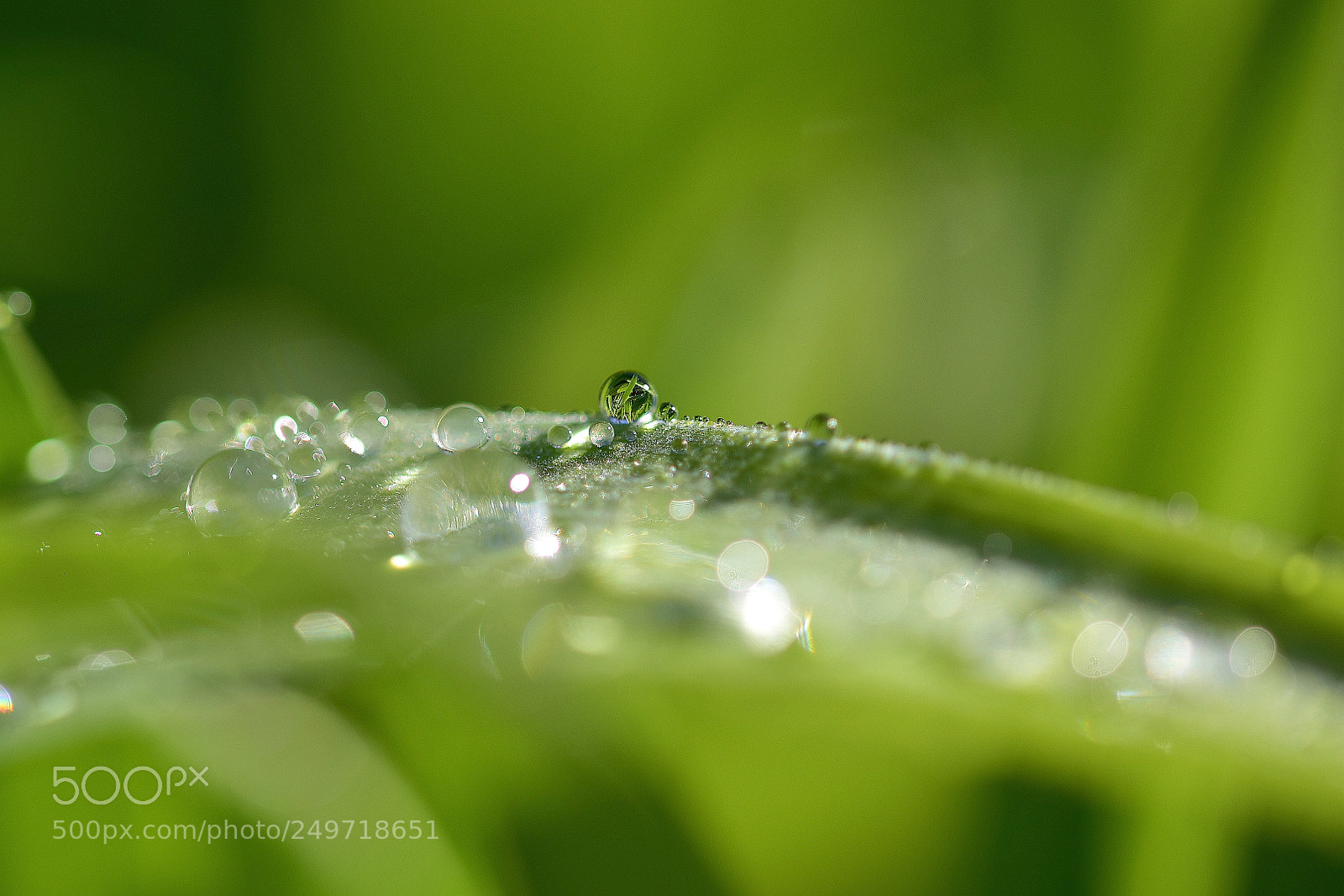 Nikon D5500 sample photo. Beautiful little nature photography