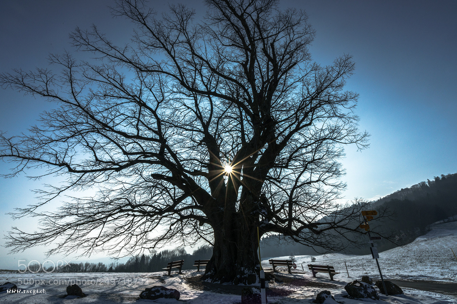 Sony a7 II sample photo. Die linde von linn photography