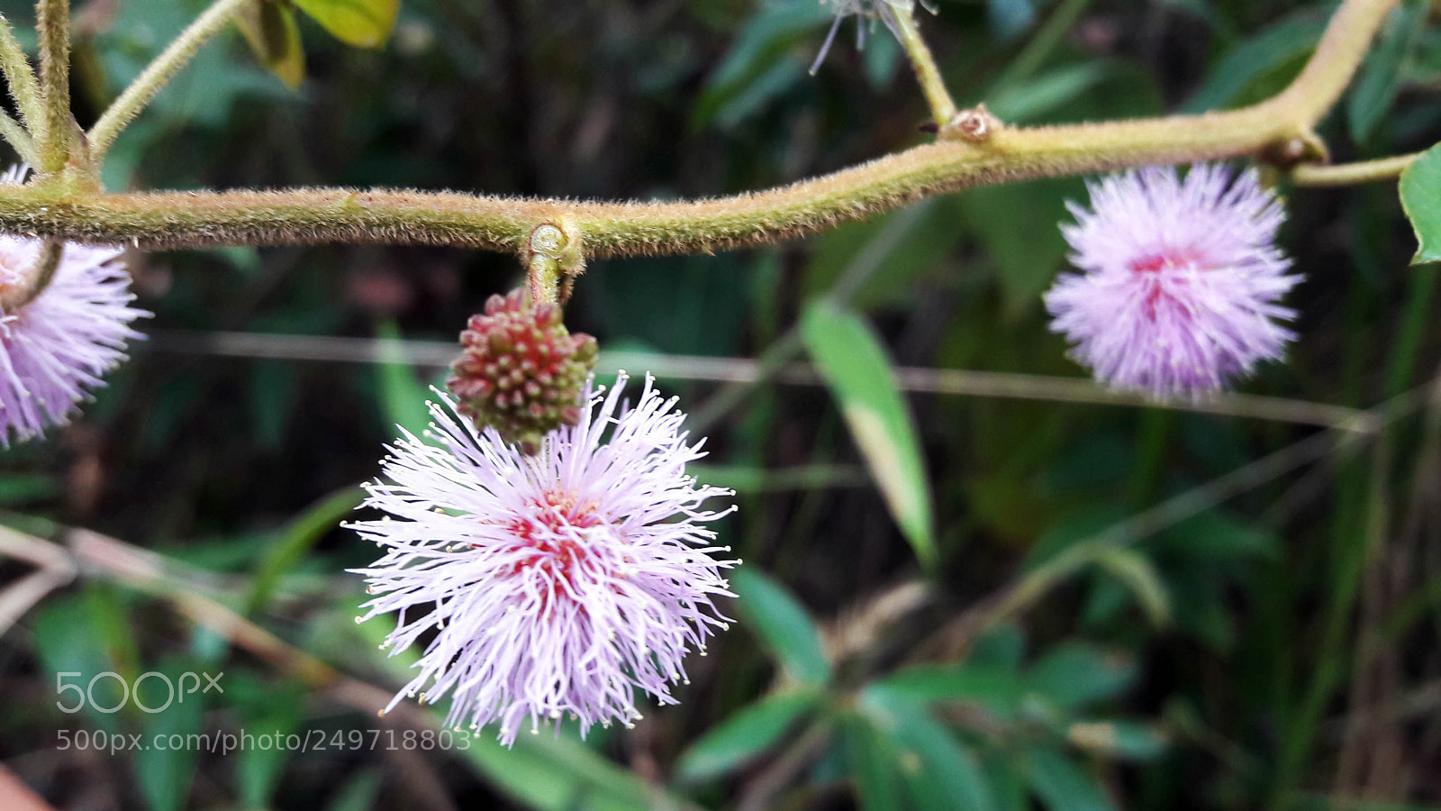 Samsung Galaxy A5(2016) sample photo. Sensitive plant photography