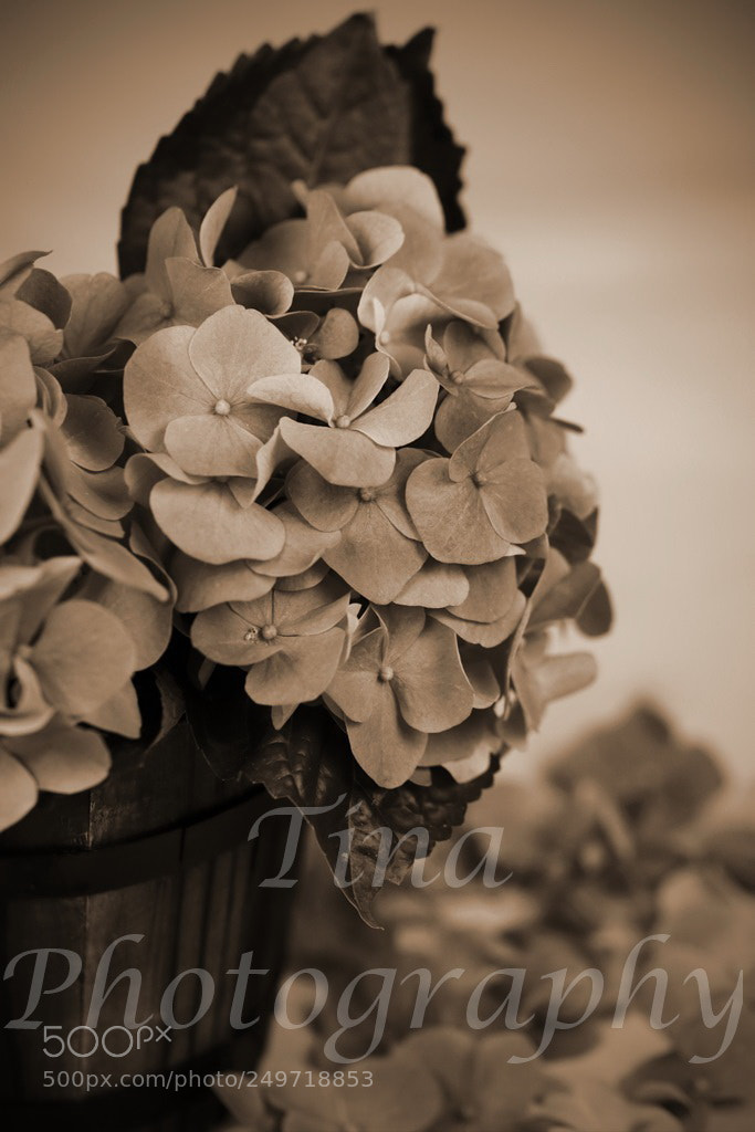 Canon EOS 70D sample photo. B photography
