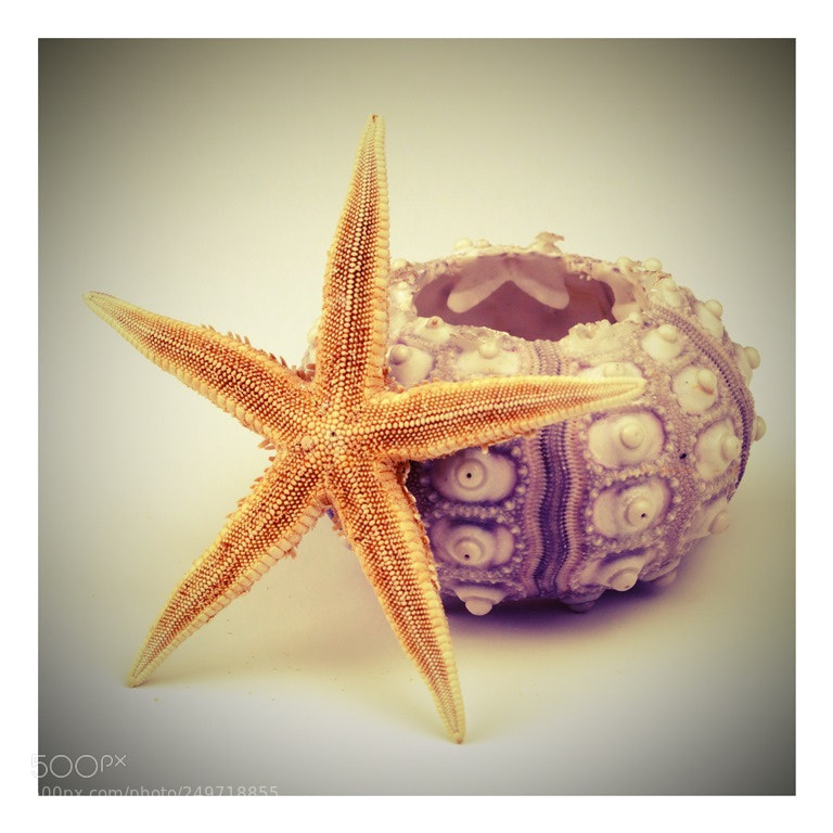 Canon EOS 70D sample photo. A photography