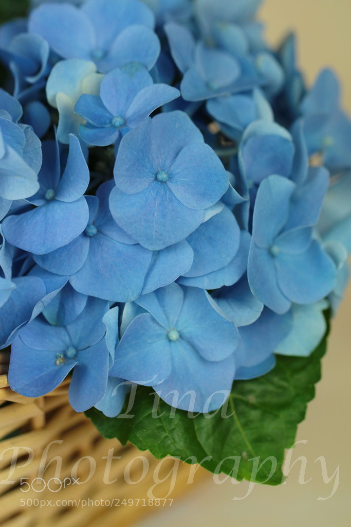 Canon EOS 70D sample photo. 052_1.jpg photography