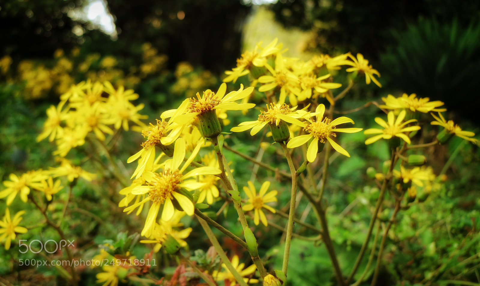 Canon EOS M3 sample photo. Untitled photography