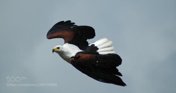 Nikon D70 sample photo. Eagle photography