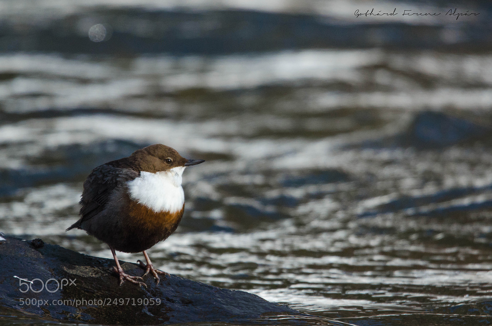 Nikon D7000 sample photo. White-throated dipper (cinclus cinclus) photography