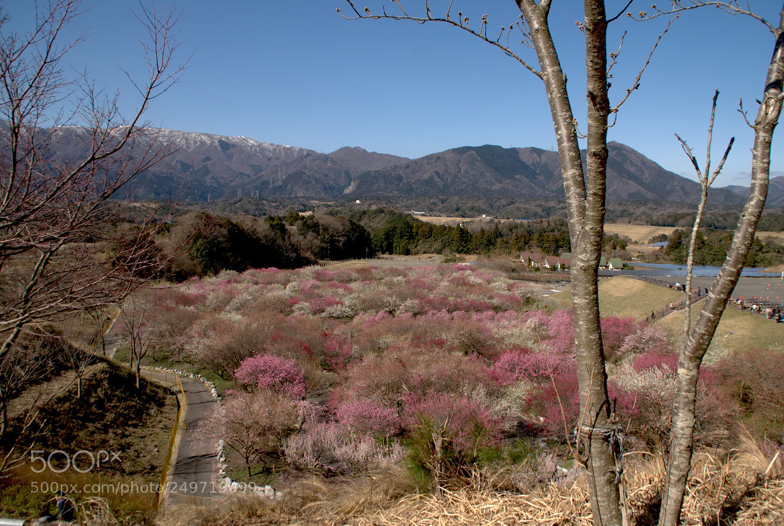 Sony Alpha DSLR-A700 sample photo. 春色の風景 photography