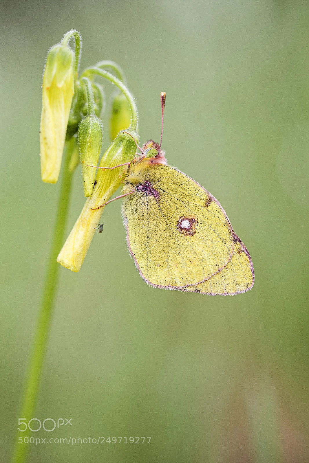 Canon EOS 7D Mark II sample photo. Colias crocea photography