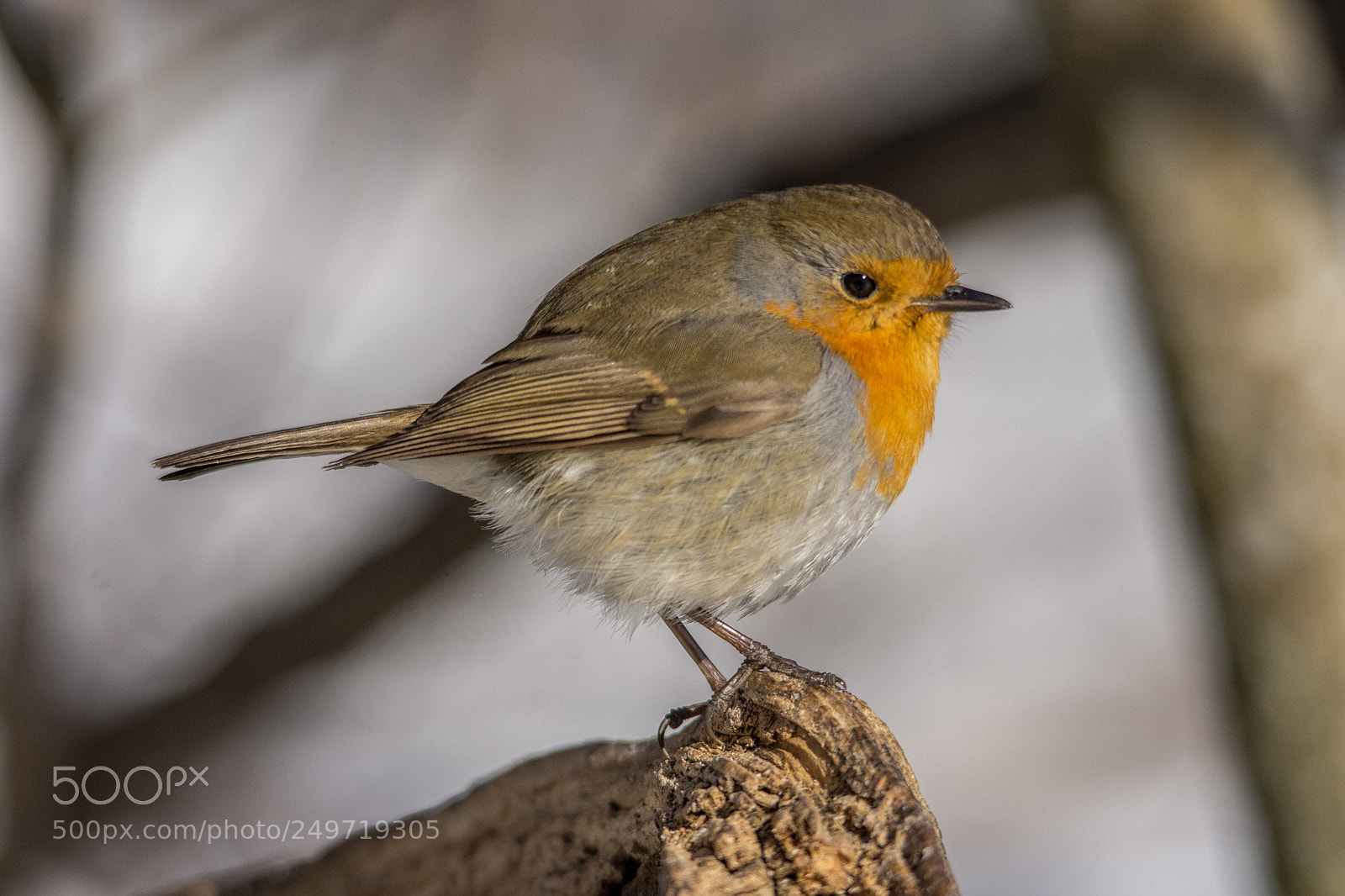 Nikon D7200 sample photo. Robin photography