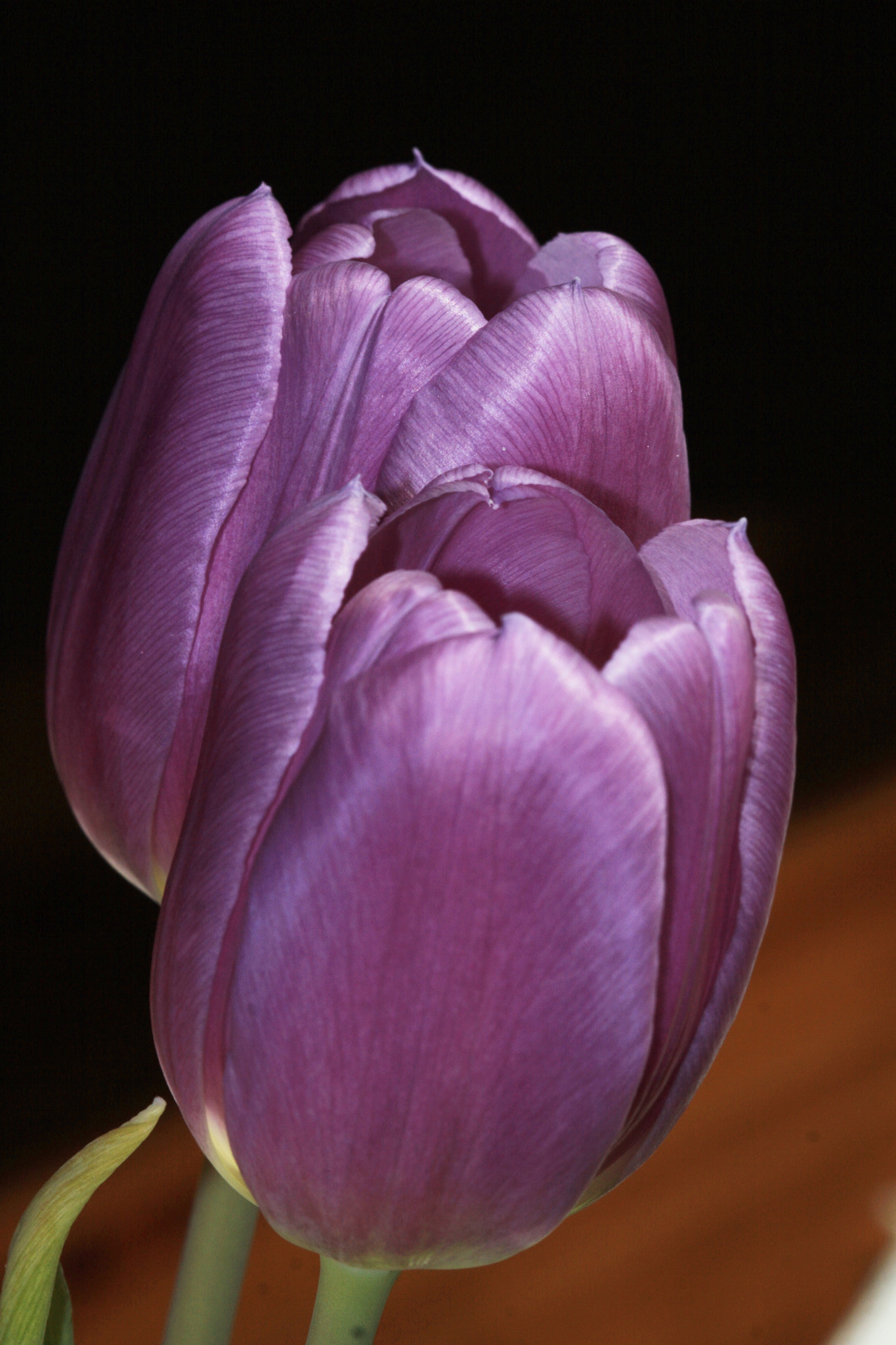 Canon EF 100mm F2.8 Macro USM sample photo. Tulip photography