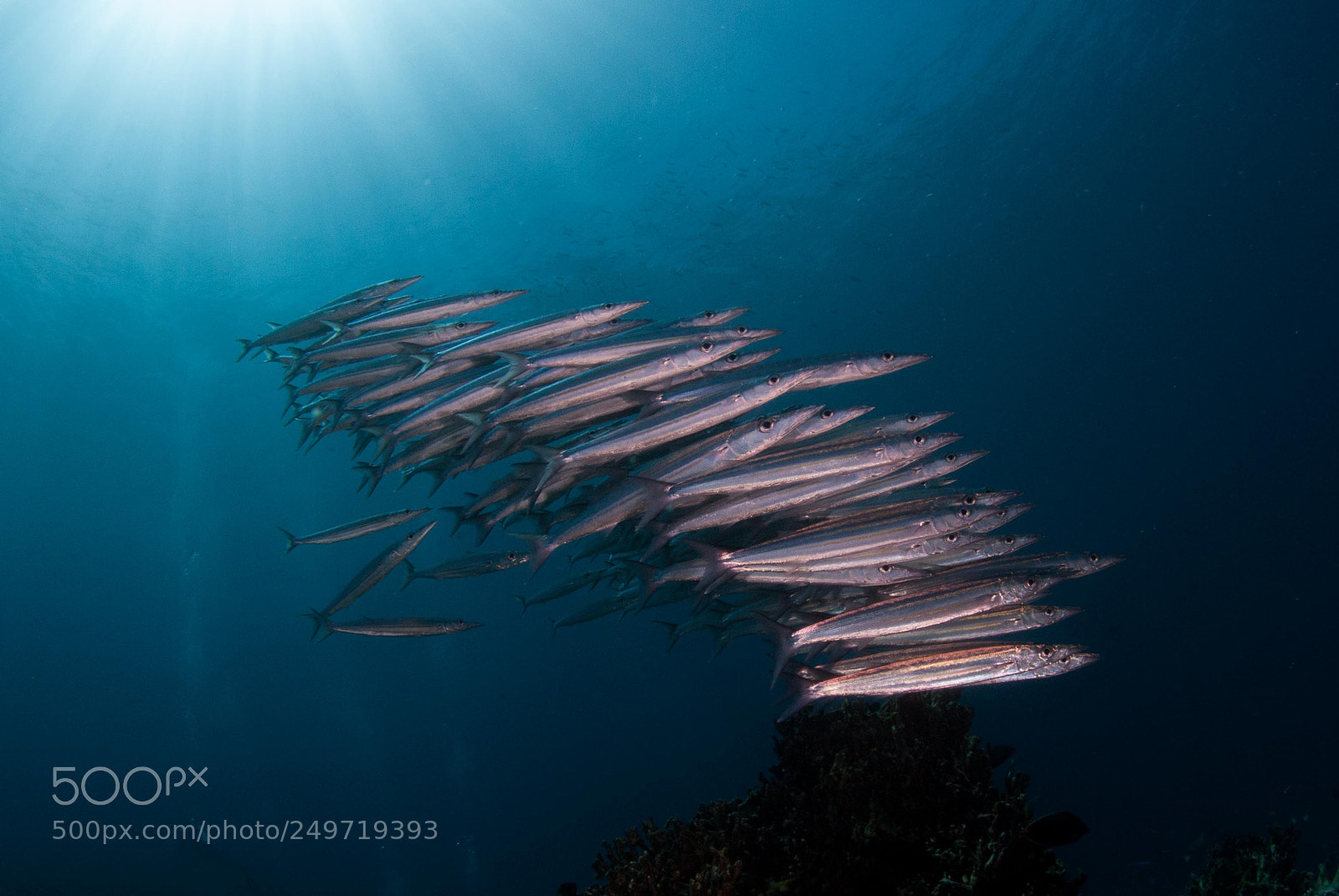 Nikon D200 sample photo. Juveniles barracuda photography