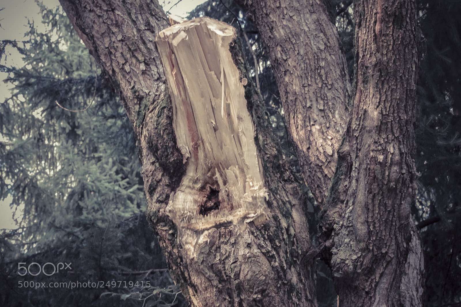 Canon EOS 600D (Rebel EOS T3i / EOS Kiss X5) sample photo. Trees are everywhere and photography