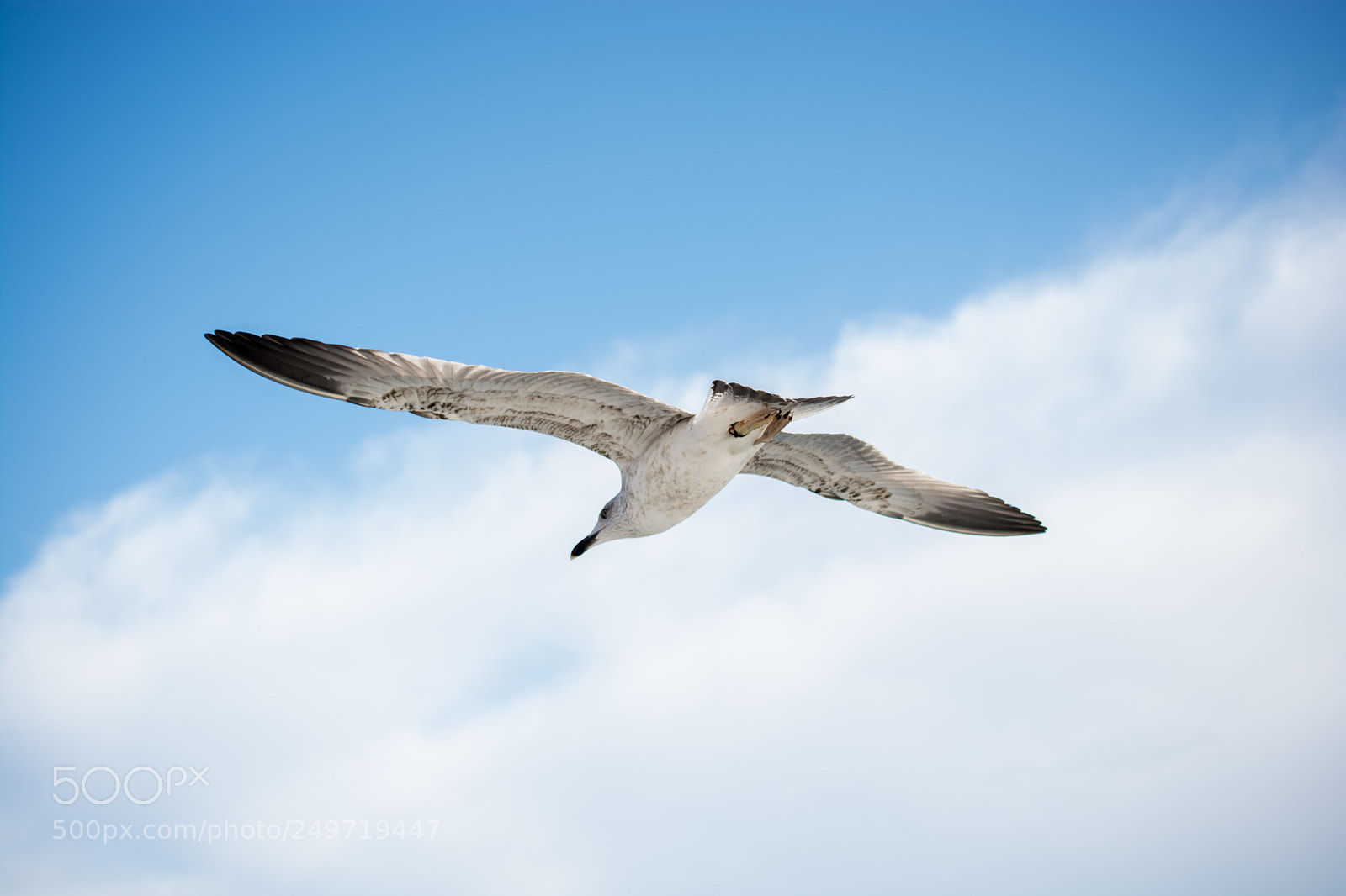 Nikon D7100 sample photo. Single seagull flying in photography