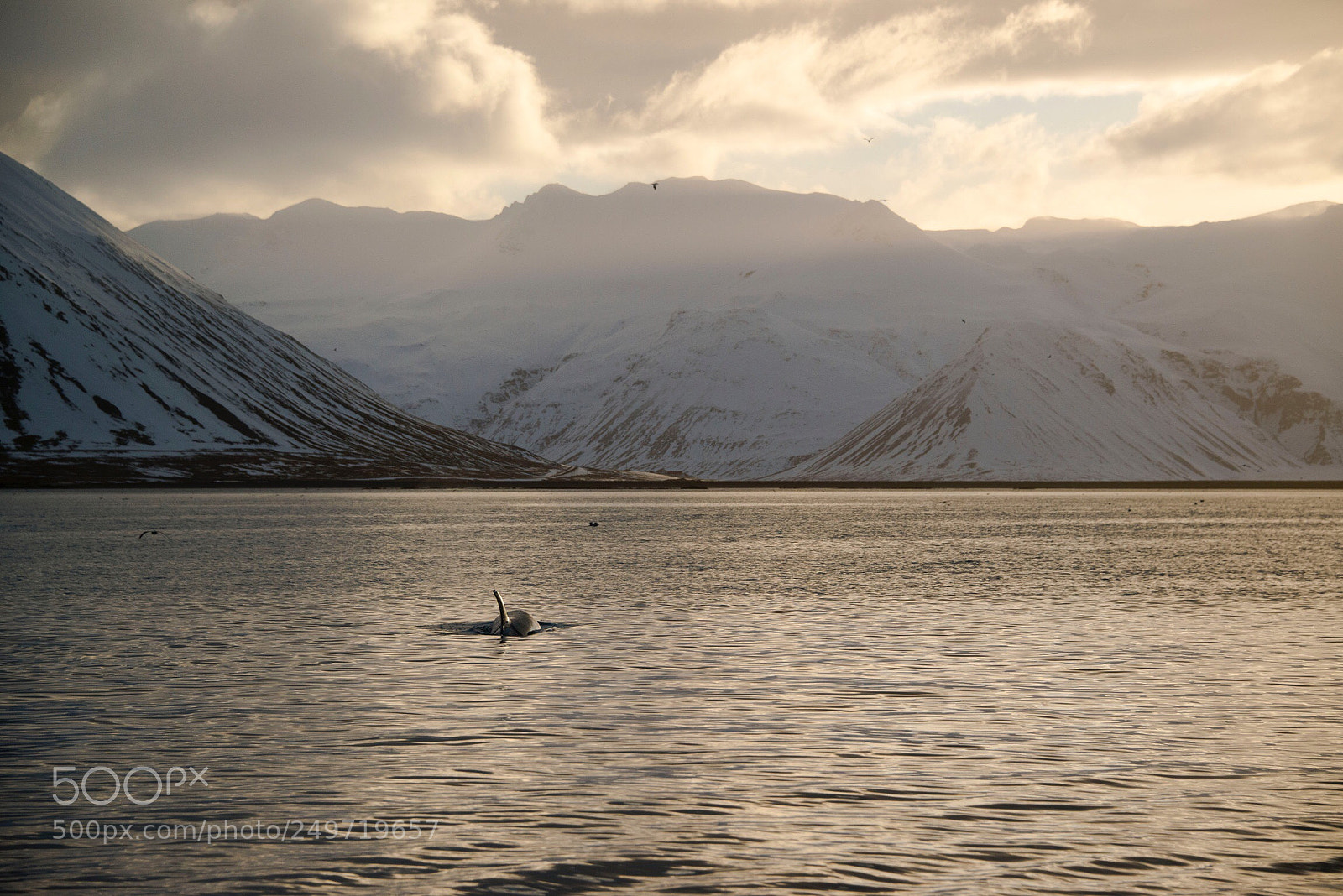 Nikon D800 sample photo. Orca photography