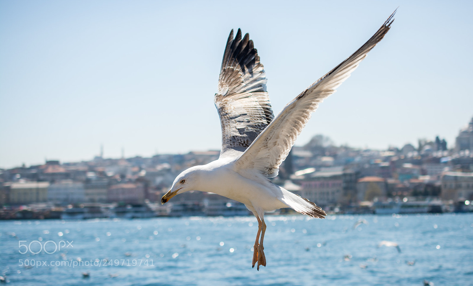 Nikon D7100 sample photo. Single seagull flying over photography