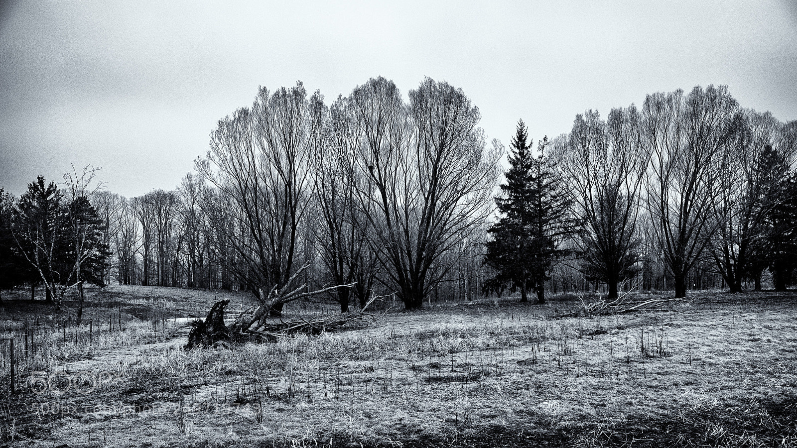 Ricoh GR sample photo. Acacia photography