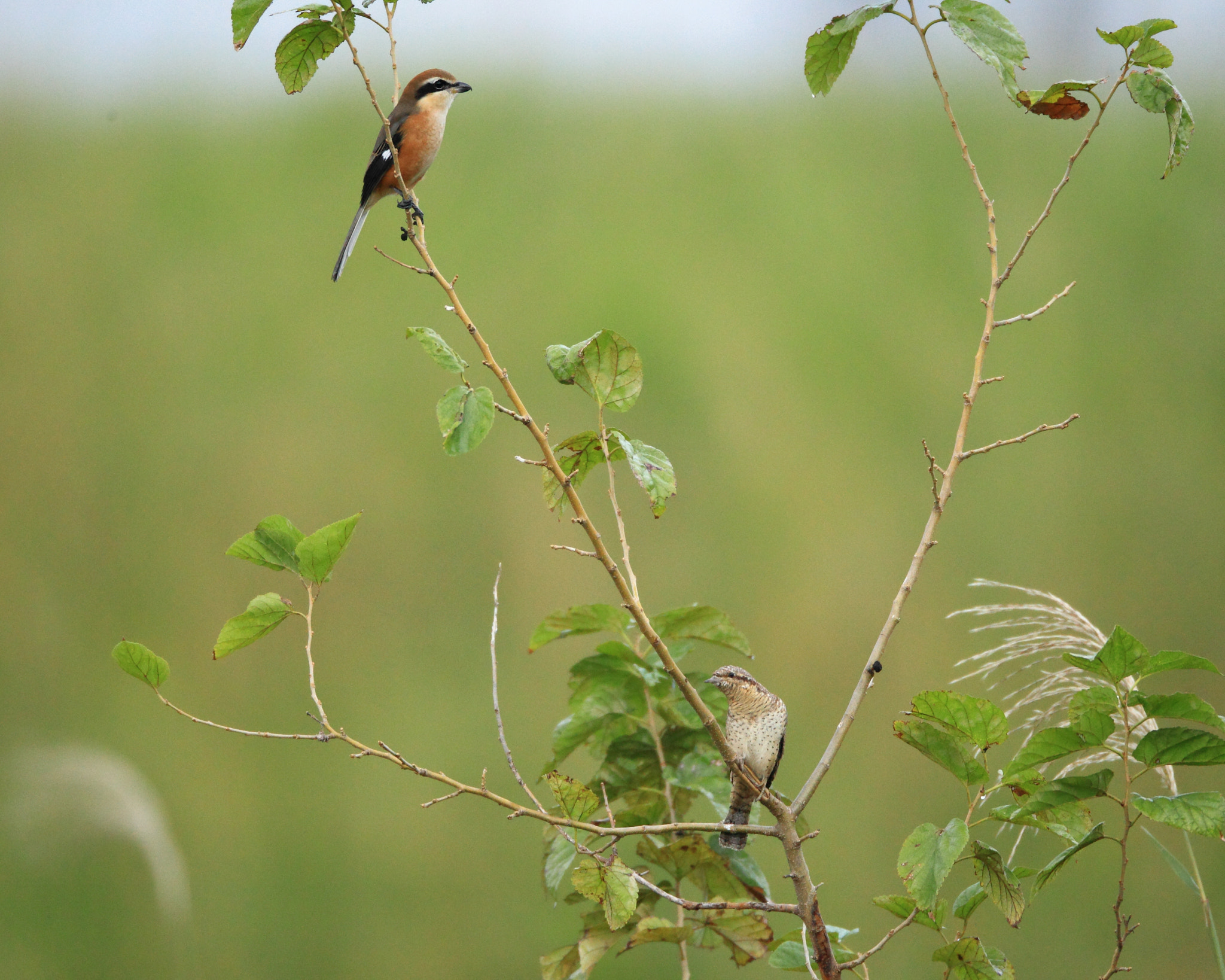 Canon EF 800mm F5.6L IS USM sample photo. モズ　bull-headed shrike photography