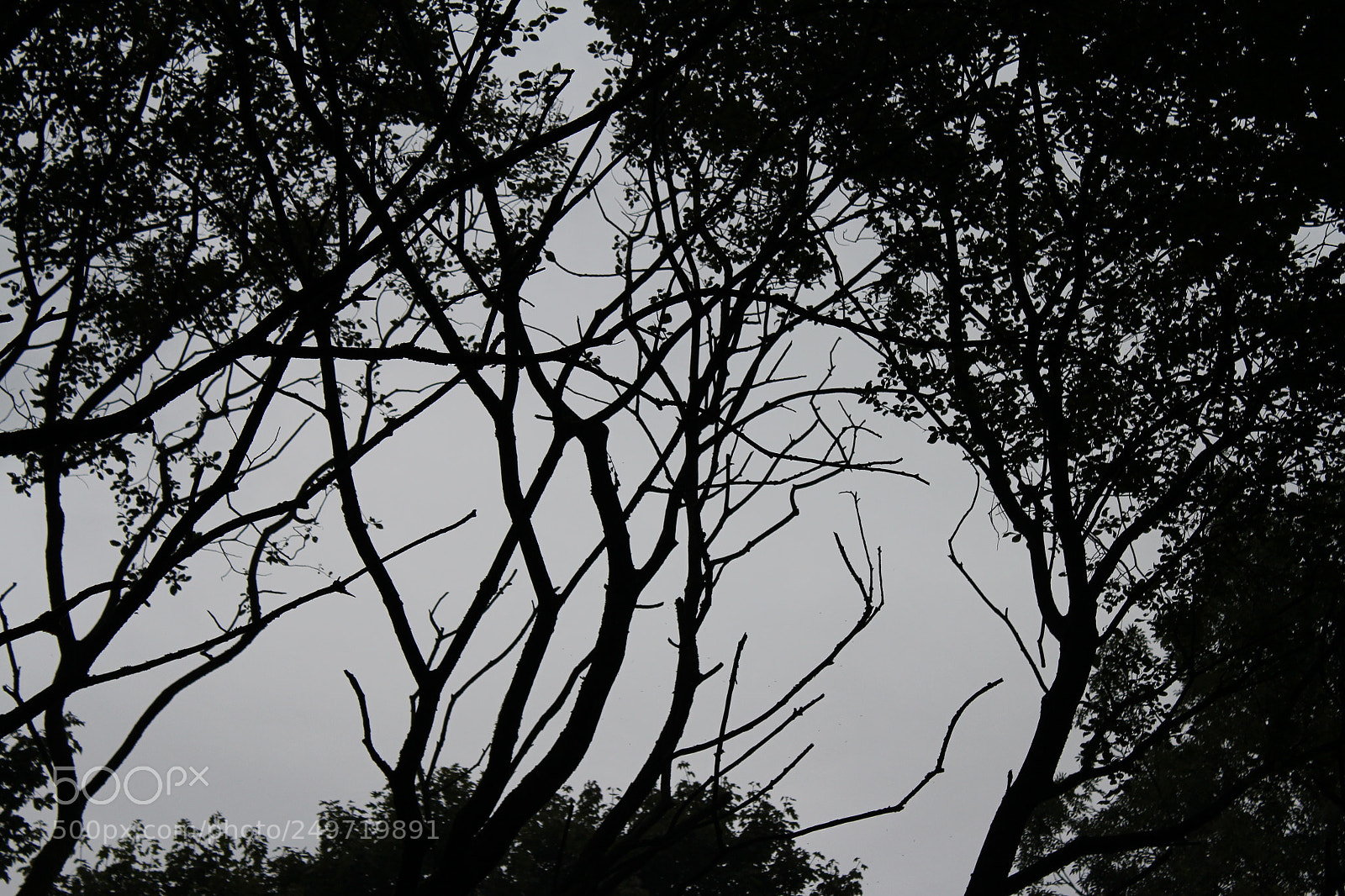 Canon EOS 550D (EOS Rebel T2i / EOS Kiss X4) sample photo. Branches. photography