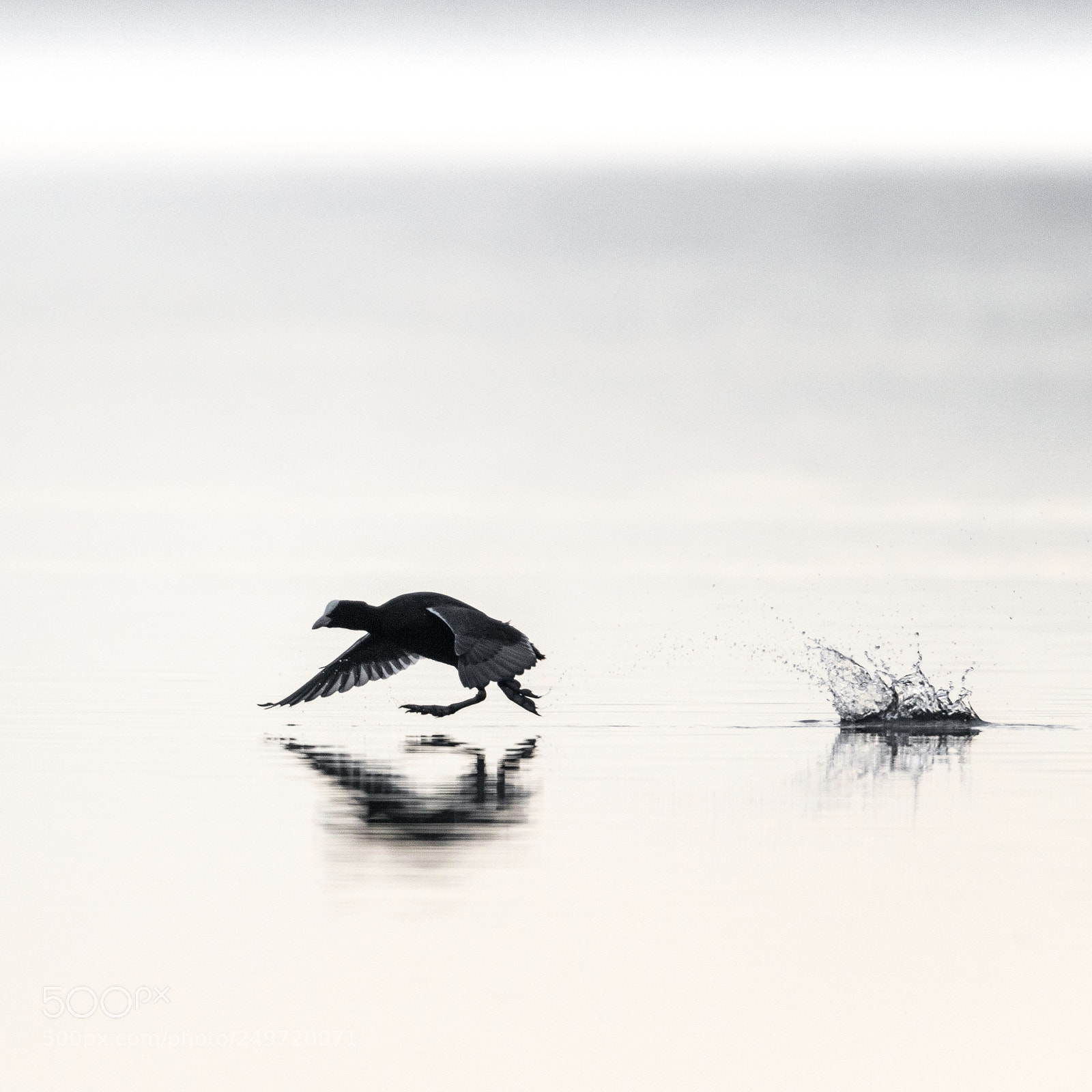 Nikon D800 sample photo. Run photography