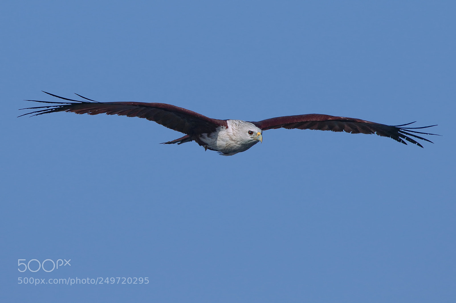 Canon EOS 7D Mark II sample photo. Brahminy kite photography