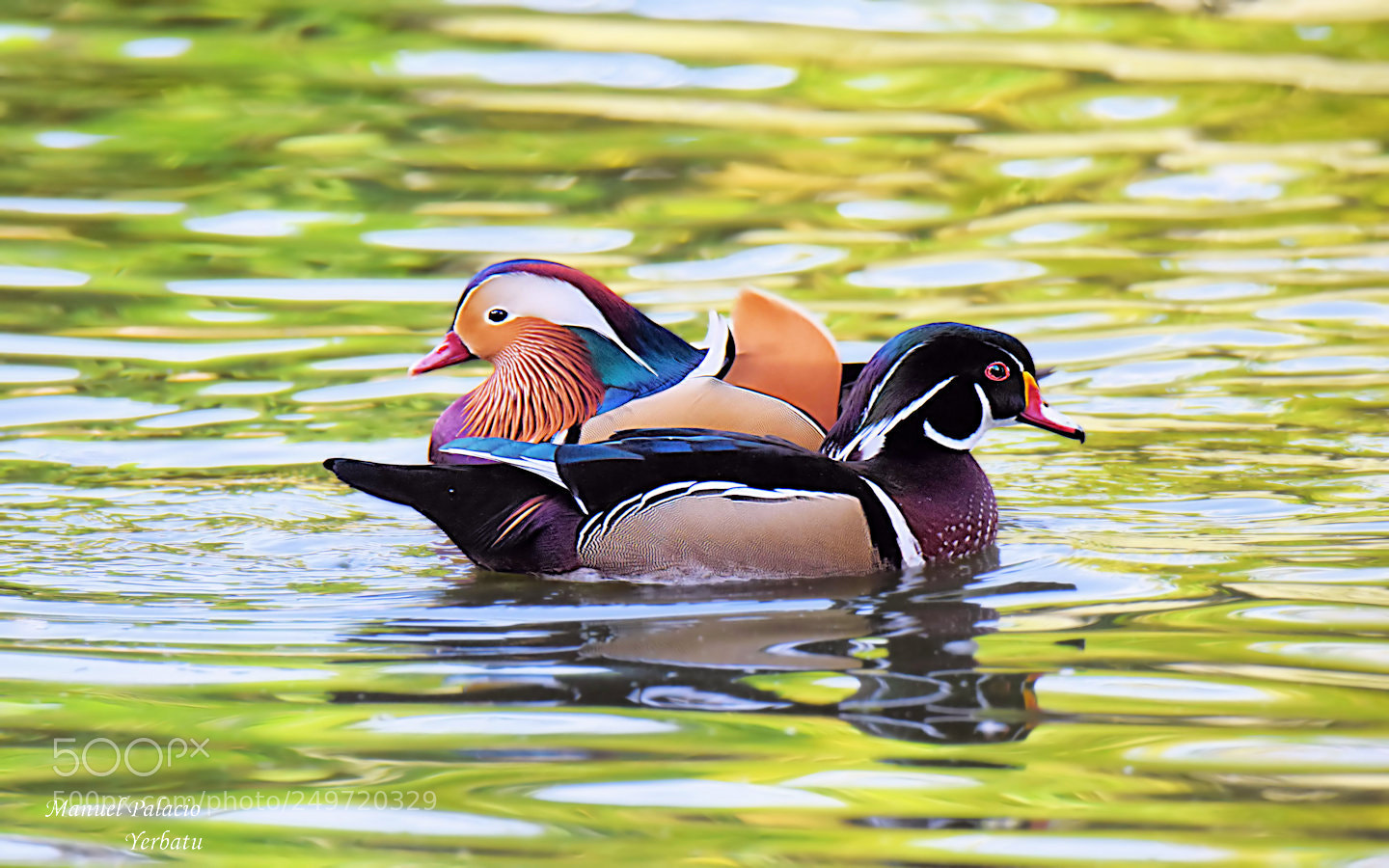 Nikon D5300 sample photo. Patos mandarin y juyuyu photography