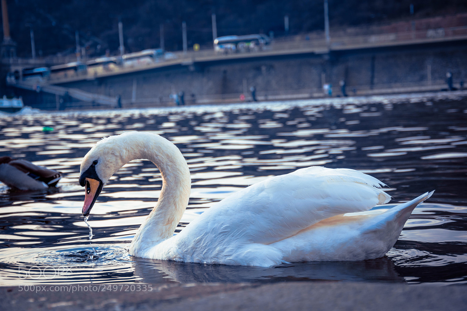 Nikon D5300 sample photo. A love story photography