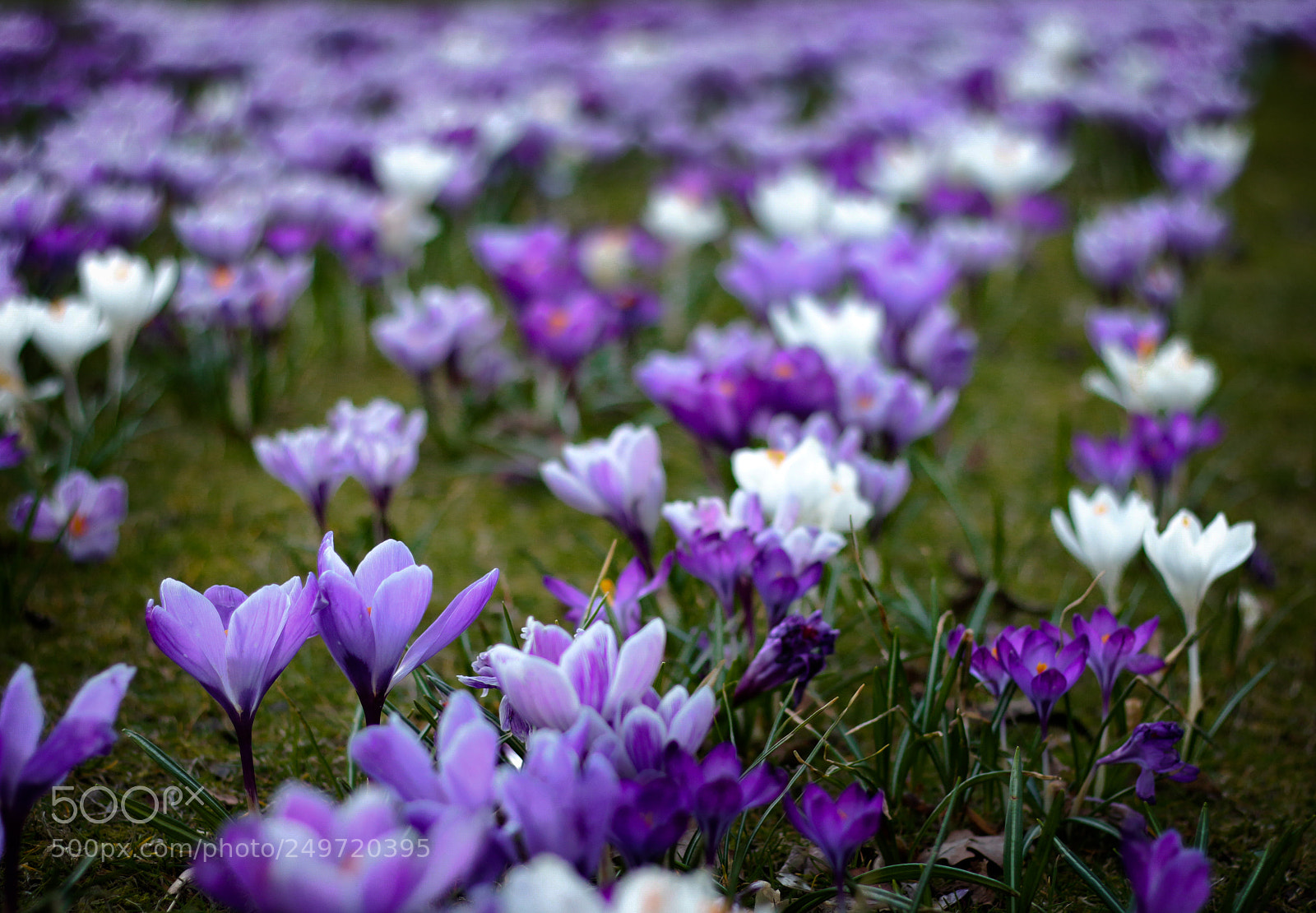 Canon EOS 70D sample photo. Krokussen te park van photography