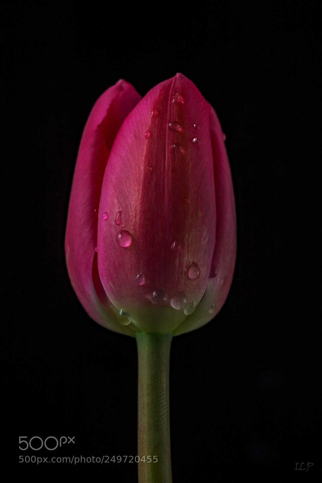 Sony a7R III sample photo. Tulip's portrait photography