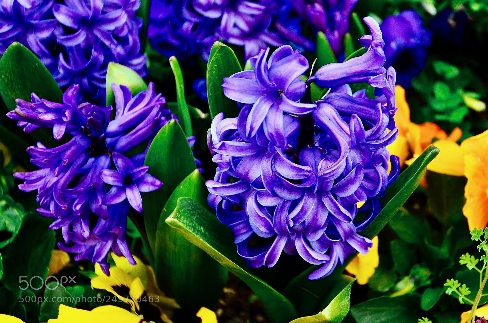 Nikon D7000 sample photo. Lily photography