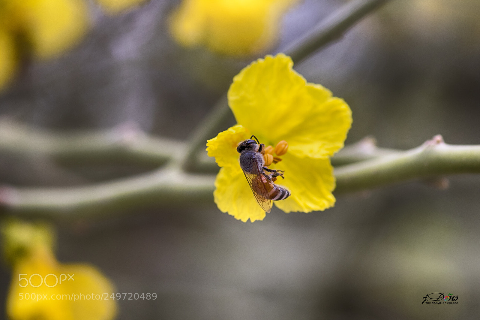 Canon EOS 80D sample photo. Bee photography