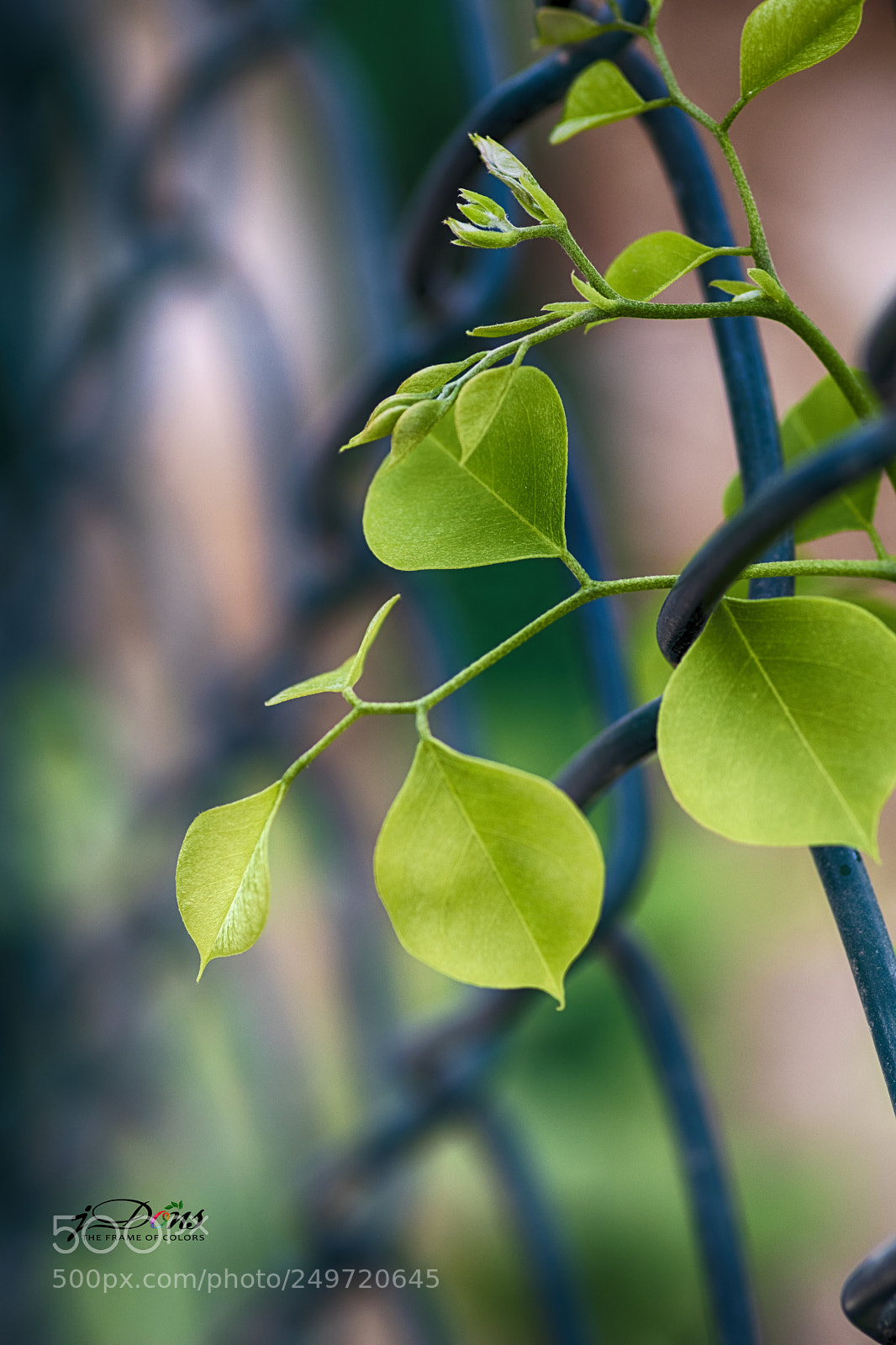 Canon EOS 80D sample photo. Leaf photography