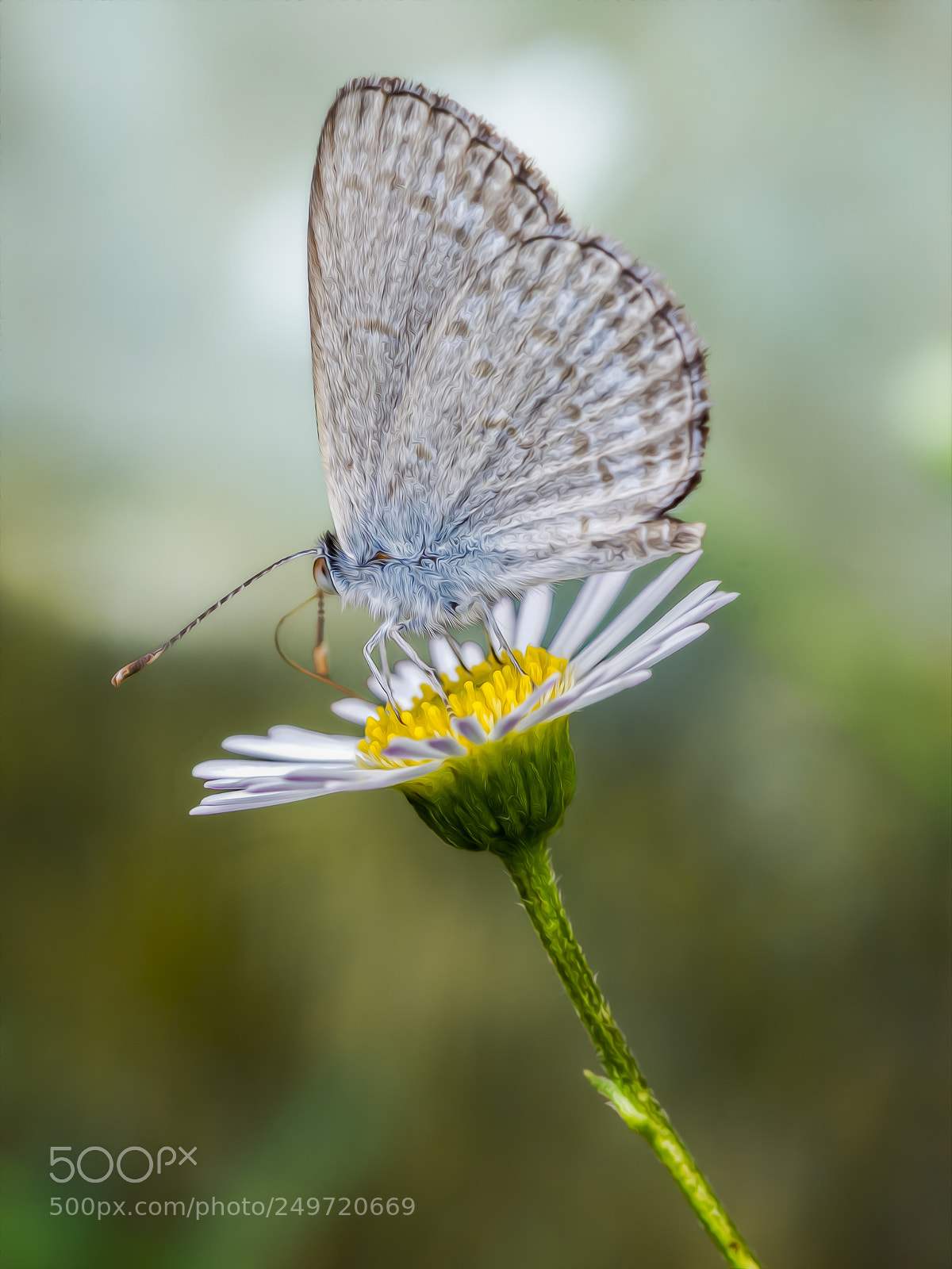 Olympus OM-D E-M5 sample photo. Art of the butterfly #3 photography
