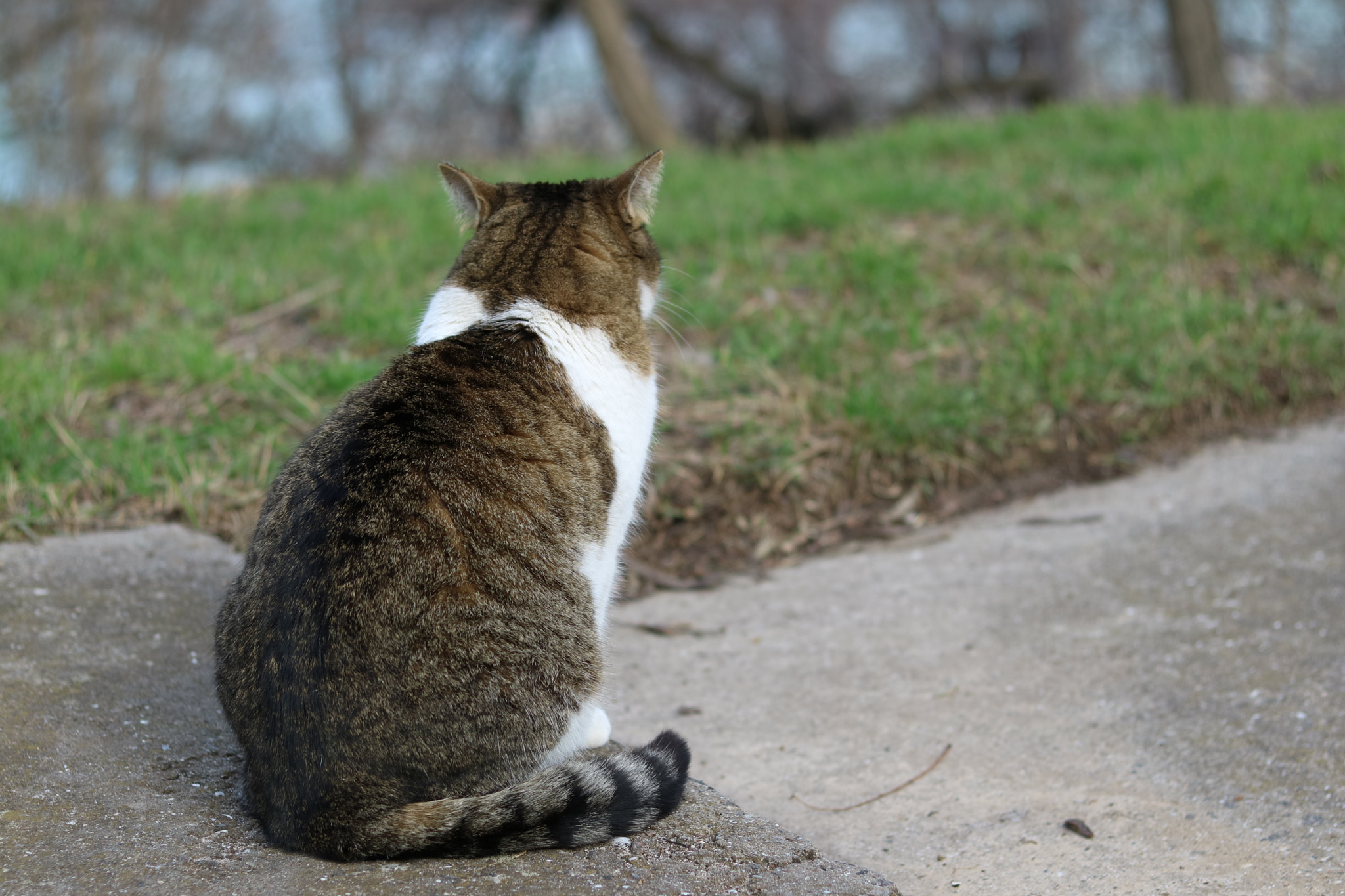Canon EOS M3 + Canon EF 50mm F1.8 STM sample photo. Proud cat photography