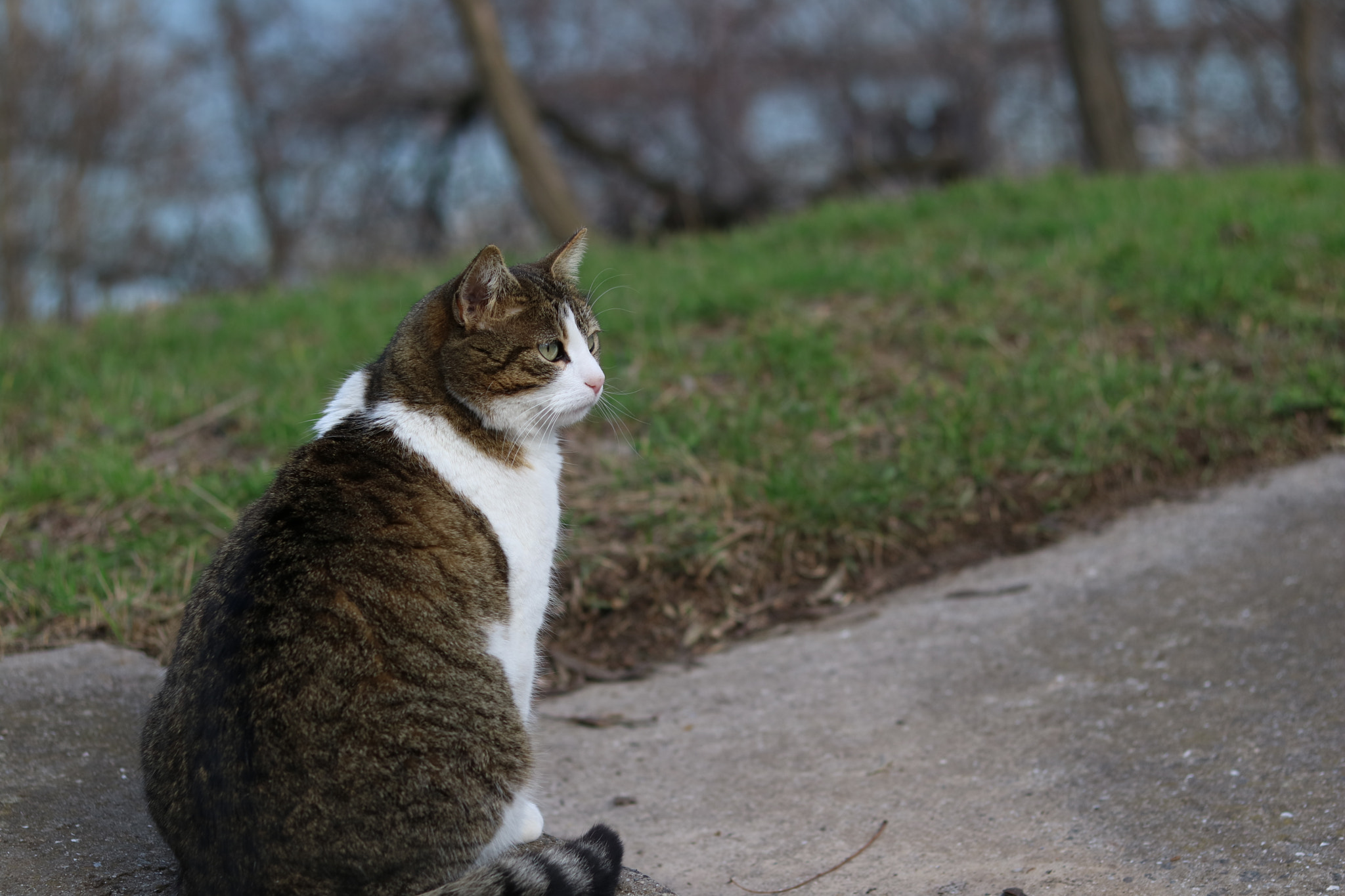 Canon EOS M3 + Canon EF 50mm F1.8 STM sample photo. Proud cat photography