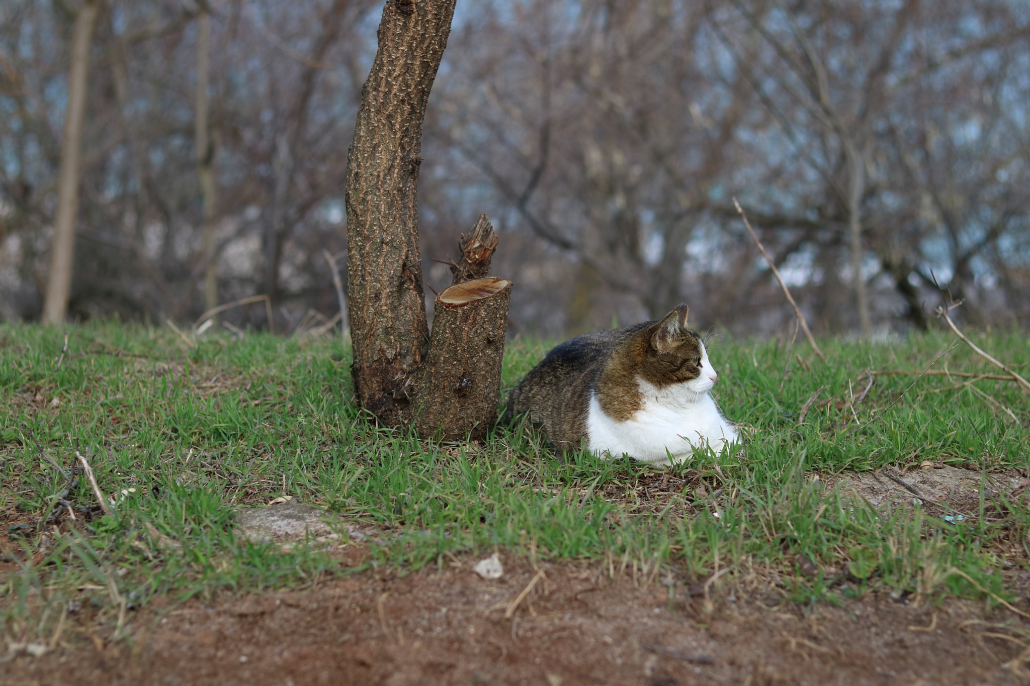 Canon EOS M3 + Canon EF 50mm F1.8 STM sample photo. Proud cat photography