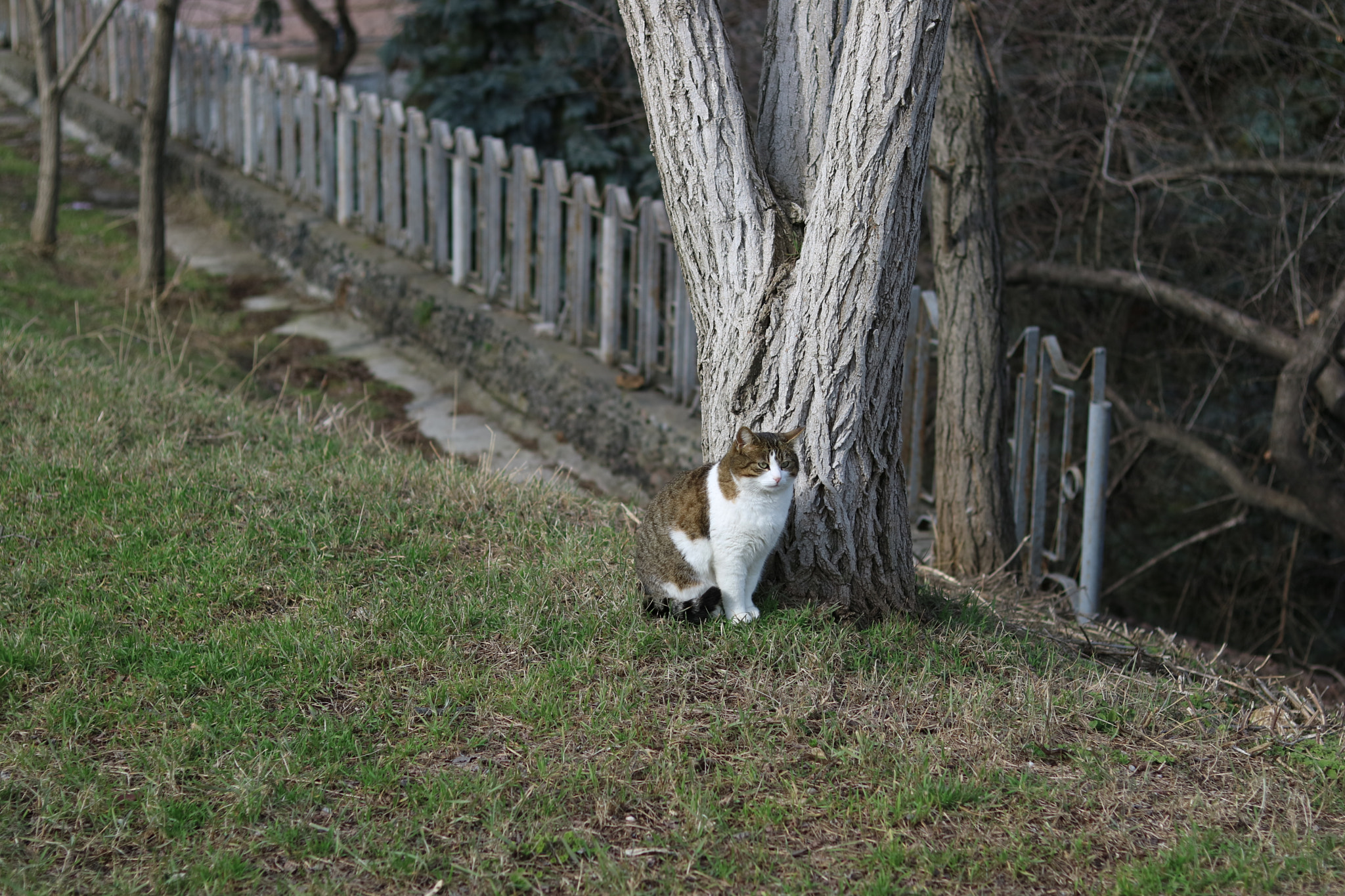 Canon EOS M3 + Canon EF 50mm F1.8 STM sample photo. Proud cat photography