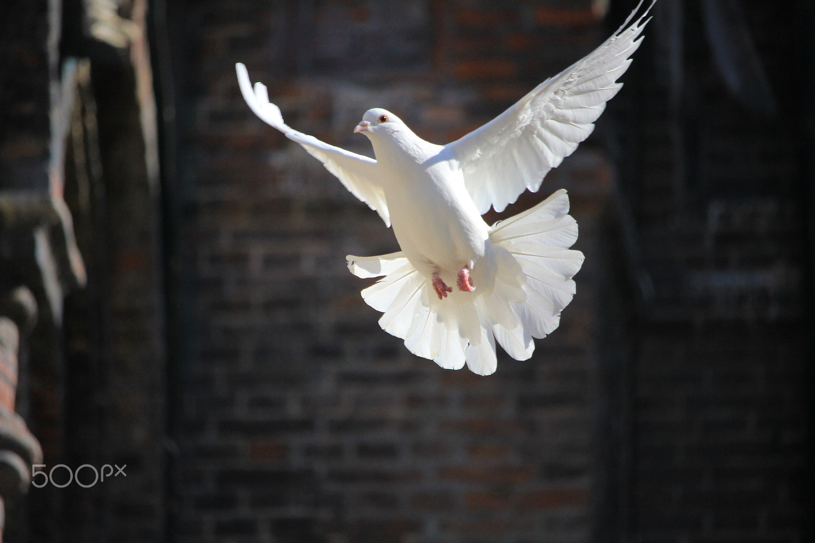 Canon EOS 550D (EOS Rebel T2i / EOS Kiss X4) sample photo. Pigeon photography