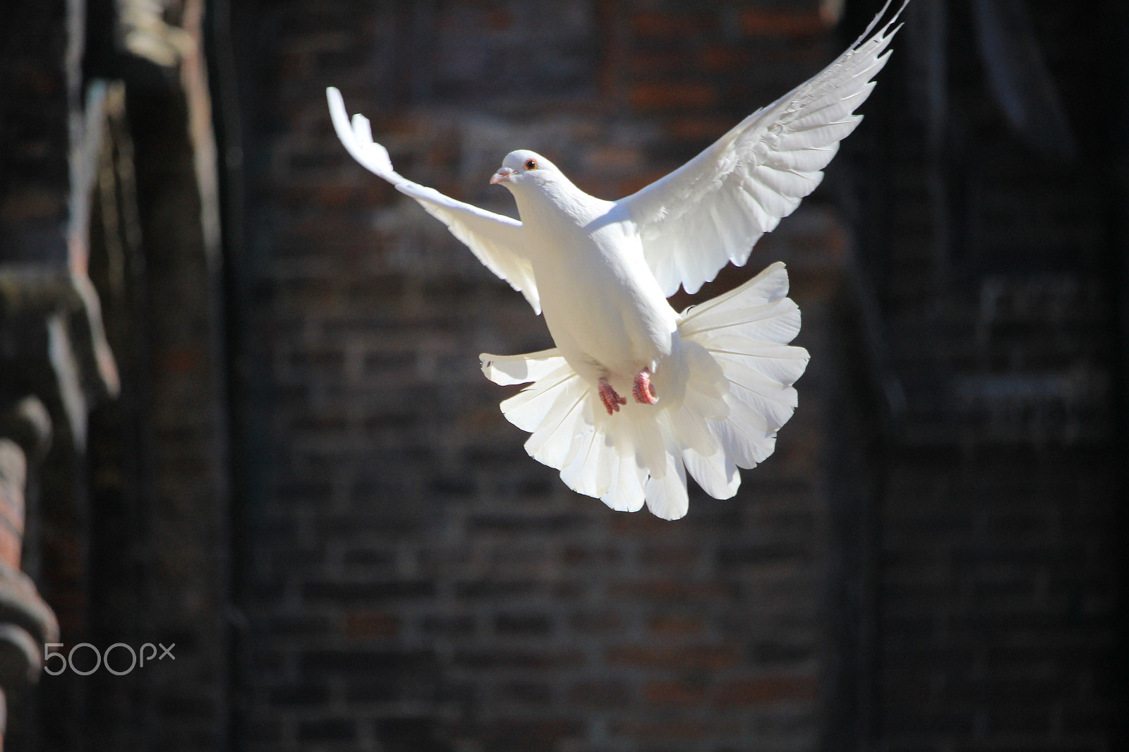 Canon EF-S 55-250mm F4-5.6 IS STM sample photo. Pigeon photography