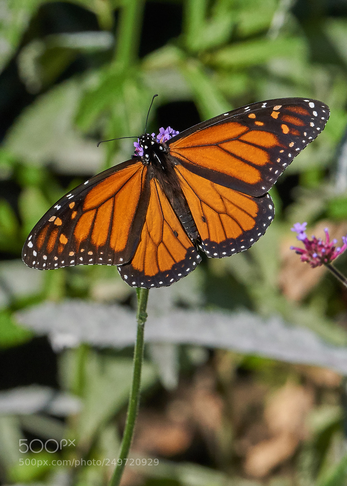 Sony a6000 sample photo. Monarch photography