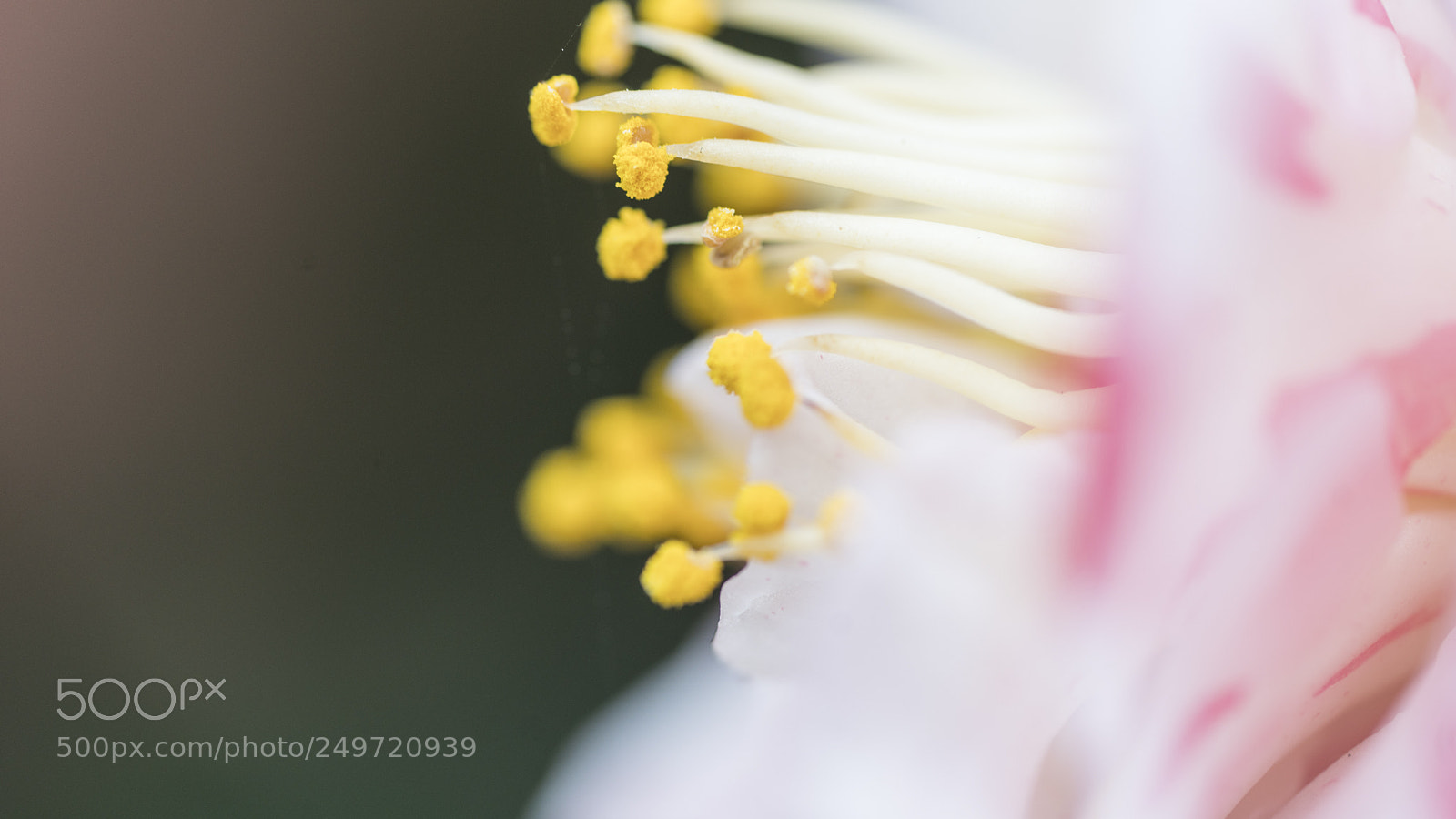 Sony a7R II sample photo. Side view photography