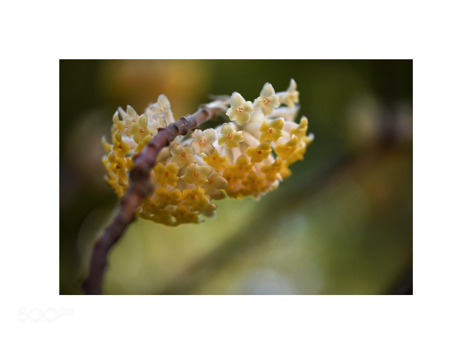 Nikon D5500 sample photo. Spring blooms12 photography