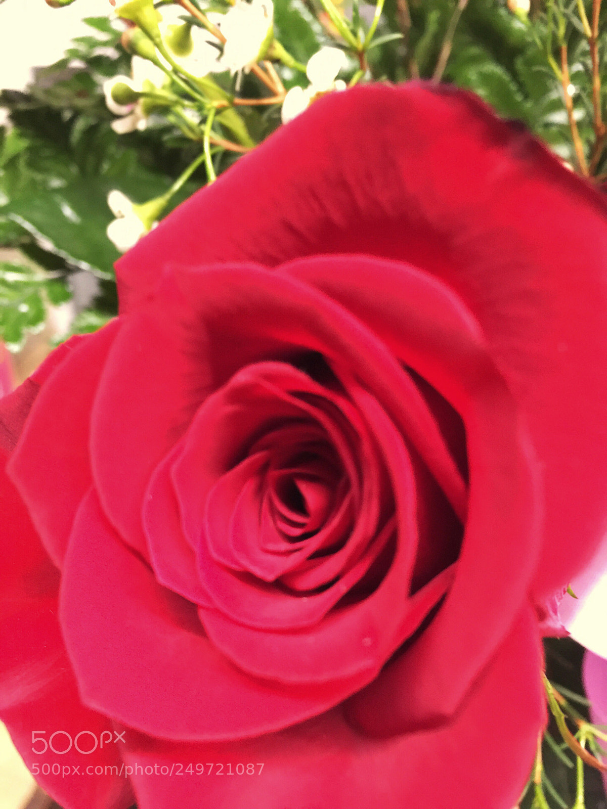 Apple iPhone 6 Plus sample photo. Today’s flower ? photography