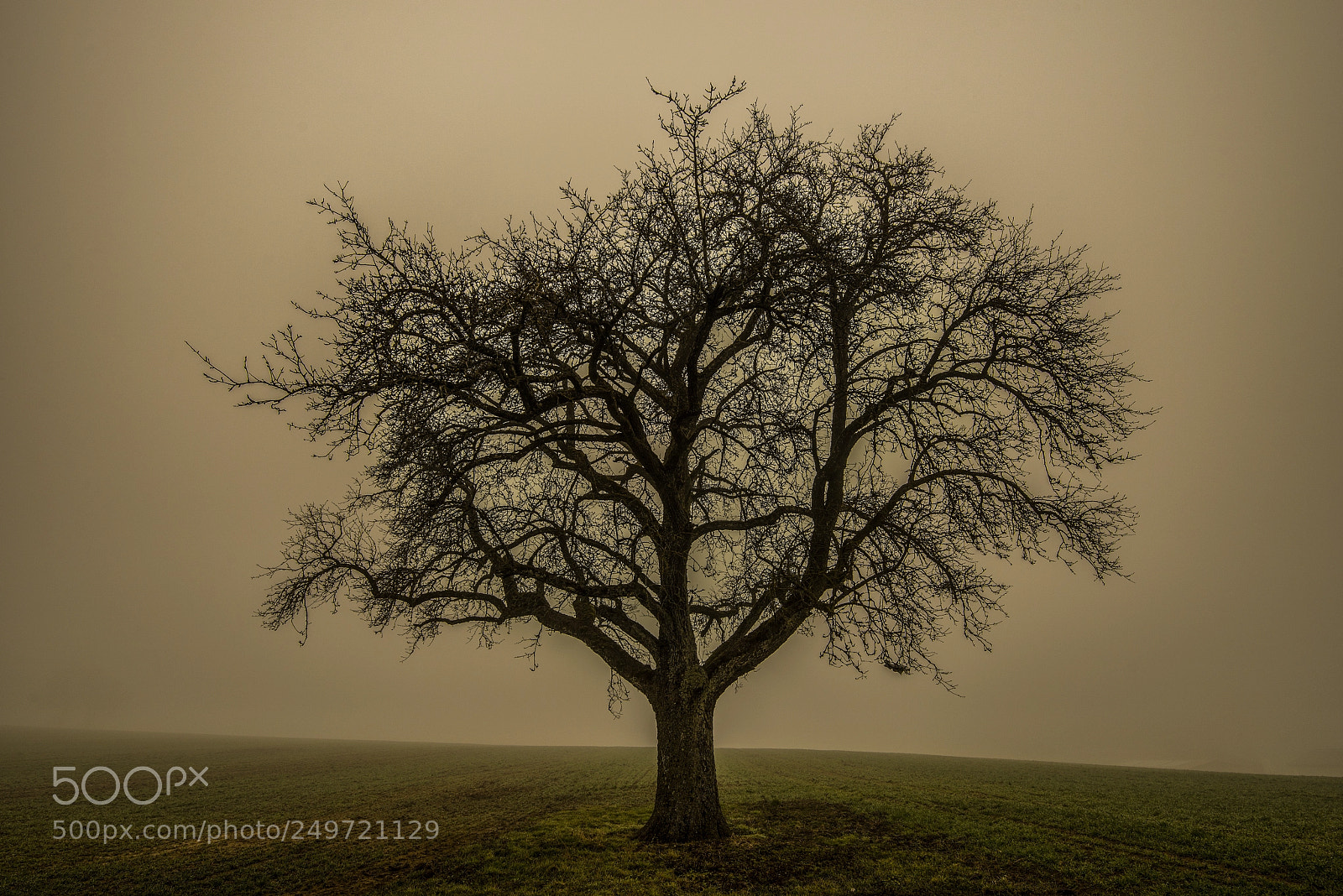 Nikon D800 sample photo. Lone tree photography