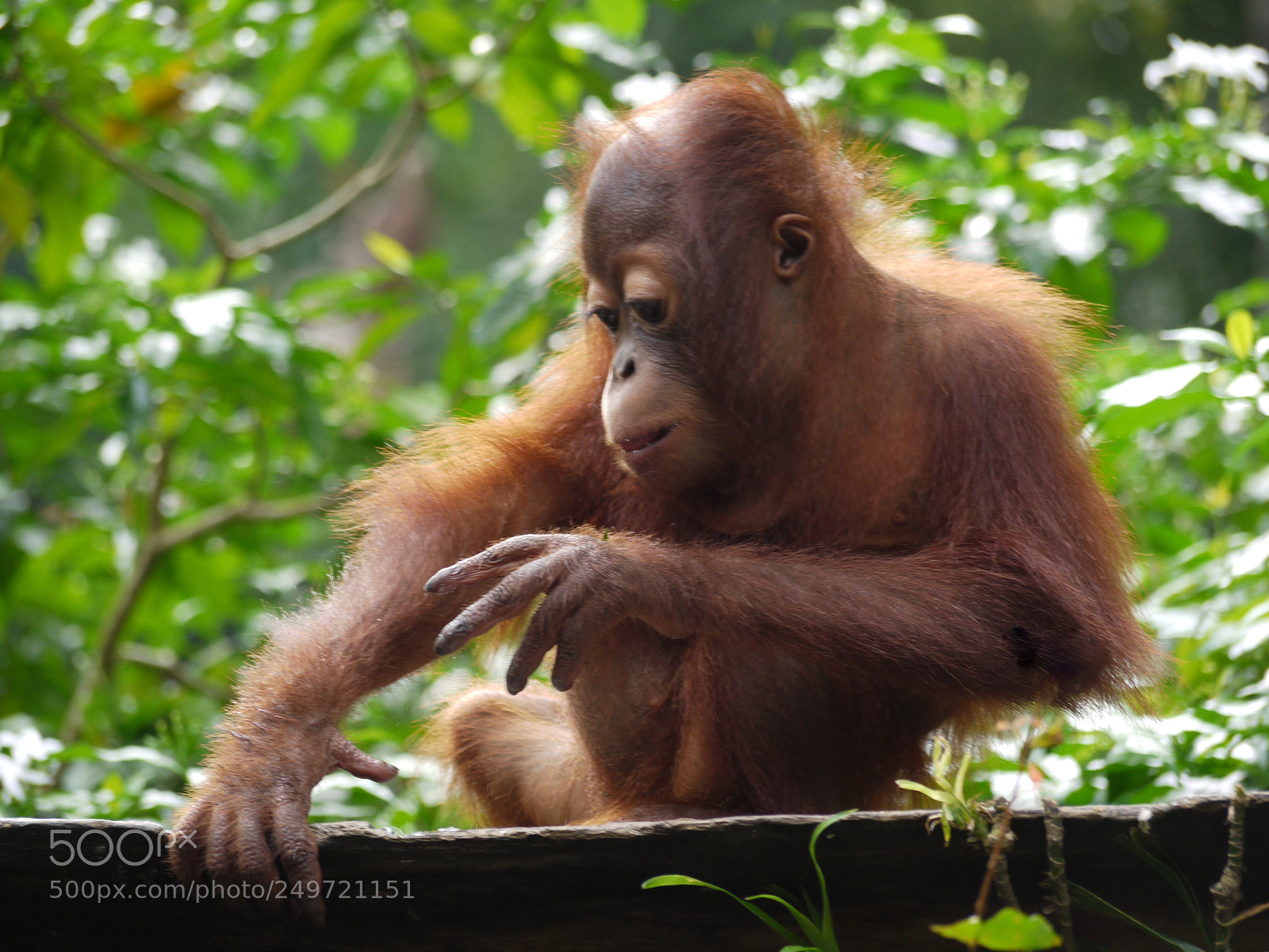 Panasonic Lumix DMC-G1 sample photo. Juvenile orang-utan just looking photography